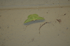 Dichorda illustraria