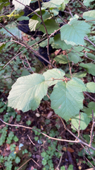 Corylus cornuta