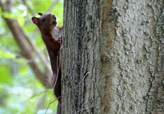 Sciurus vulgaris