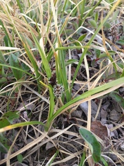 Carex membranacea