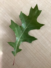 Quercus shumardii