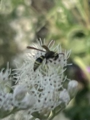 Ancistrocerus