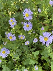 Symphyotrichum oblongifolium