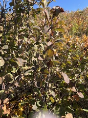 Prunus virginiana