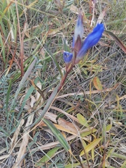Gentiana decumbens