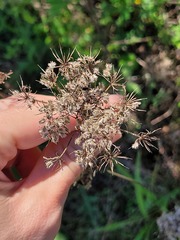 Kadenia dubia