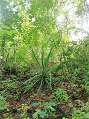 Agave vivipara