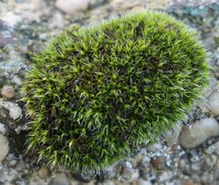 Grimmiaceae