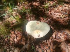Russula virescens