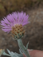 Psephellus sibiricus