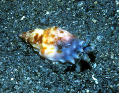 Tridentarius dentatus