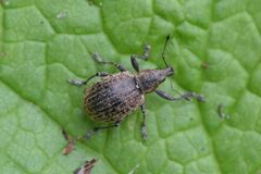 Liophloeus tessulatus