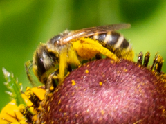 Halictus