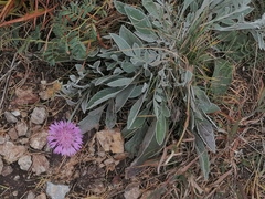 Psephellus sibiricus