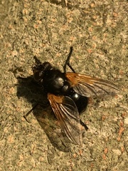 Mesembrina meridiana