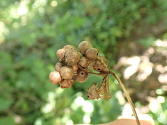 Pediaspis aceris