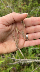 Bromus kalmii