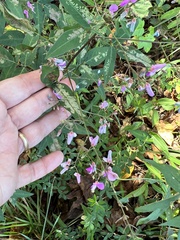 Desmodium paniculatum