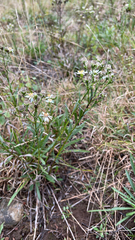 Solidago ptarmicoides