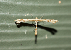 Pterophoridae
