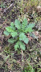 Geum triflorum