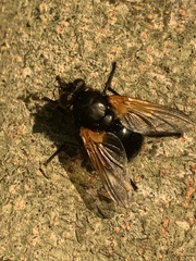 Mesembrina meridiana