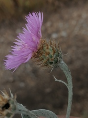 Psephellus sibiricus