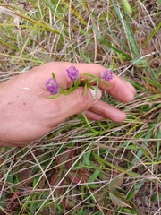 Polygala sanguinea