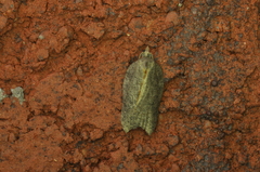 Acleris effractana