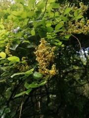 Haematoxylum brasiletto