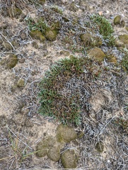 Selaginella rupestris
