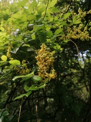 Haematoxylum brasiletto