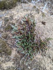 Selaginella rupestris