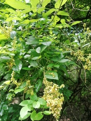 Haematoxylum brasiletto