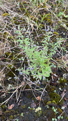 Trichostema brachiatum