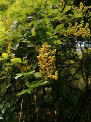 Haematoxylum brasiletto