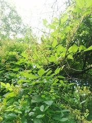 Haematoxylum brasiletto