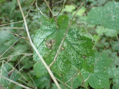 Pediaspis aceris