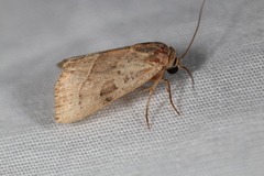 Galgula partita