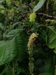 Coccoloba diversifolia