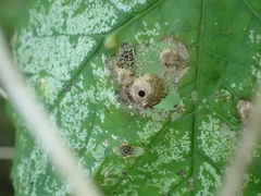Pediaspis aceris