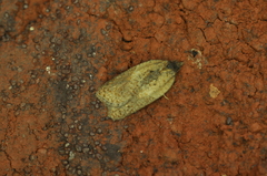 Acleris fragariana