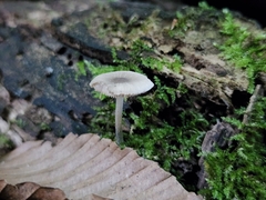 Pluteus longistriatus