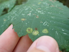 Aceria pseudoplatani