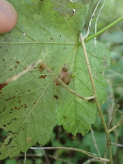 Pediaspis aceris