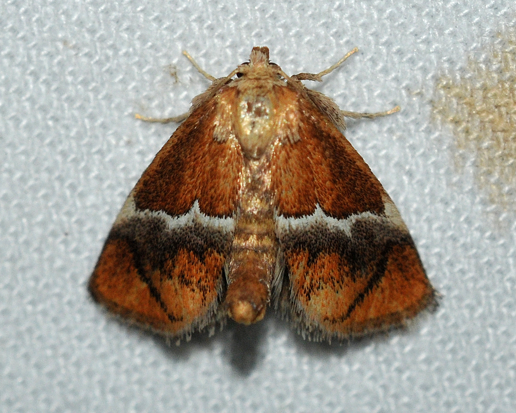 Yellow-shouldered Slug Moth