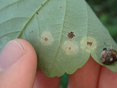 Aceria pseudoplatani