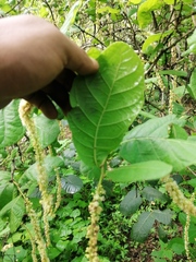 Coccoloba diversifolia