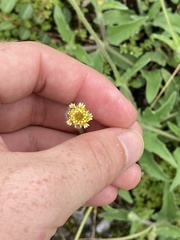 Tridax procumbens