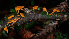 Favolaschia claudopus